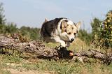 CORGI PEMBROKE 171